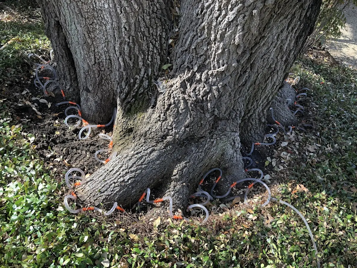 Detailed Tree Cabling and Bracing job site in Harrison Valley