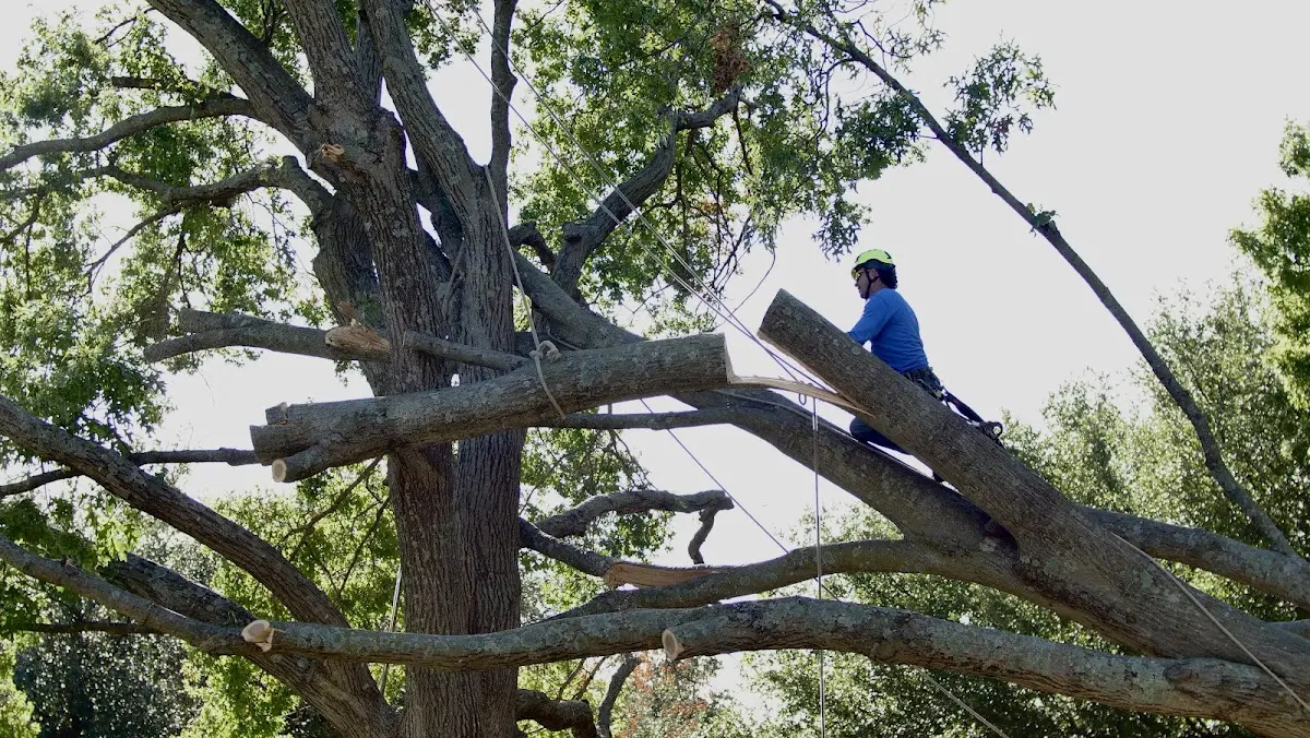 Professional Crown Thinning performed by certified arborists in Harrison Valley
