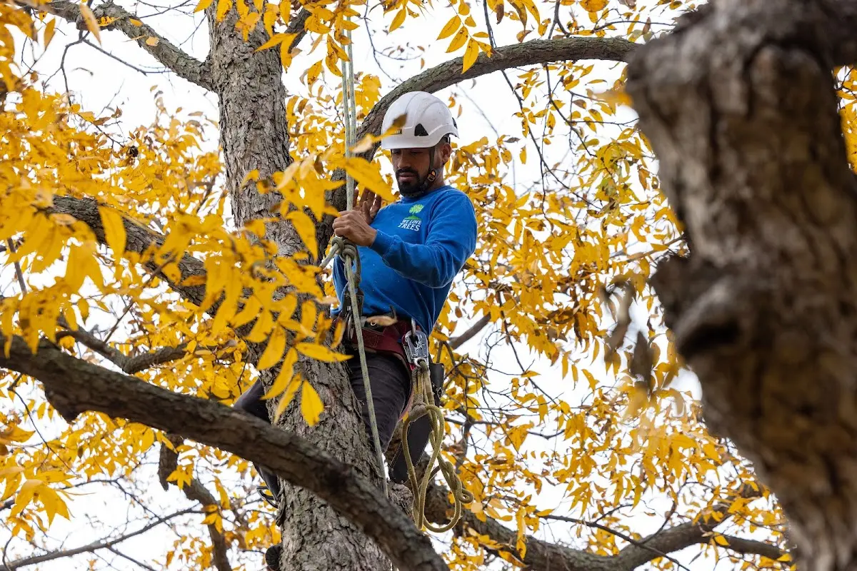 Skilled Tree Transplanting crew working in Harrison Valley