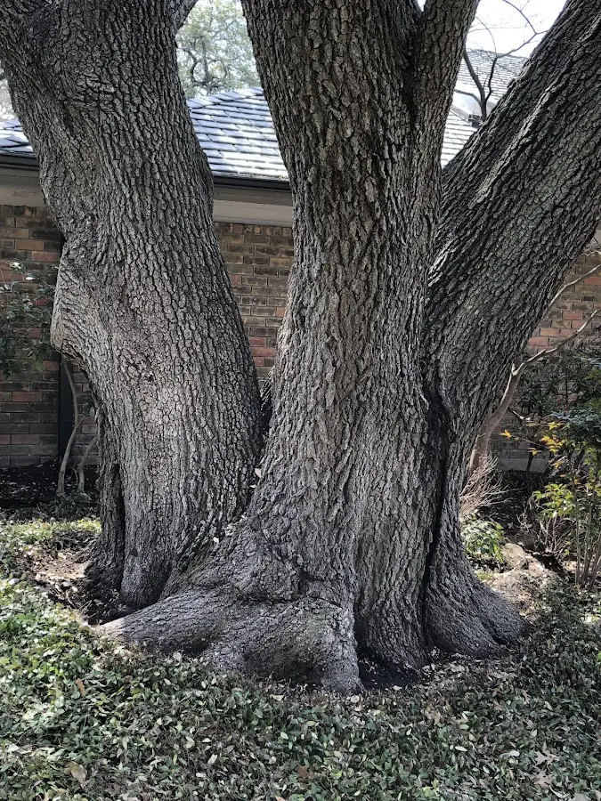 Mature heritage tree close to a Harrison Valley property cared for by certified arborists